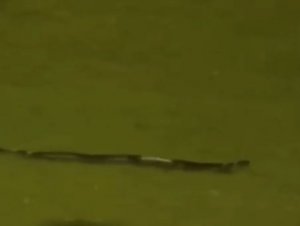 Cobra invade gramado de estádio e paralisa jogo; assista